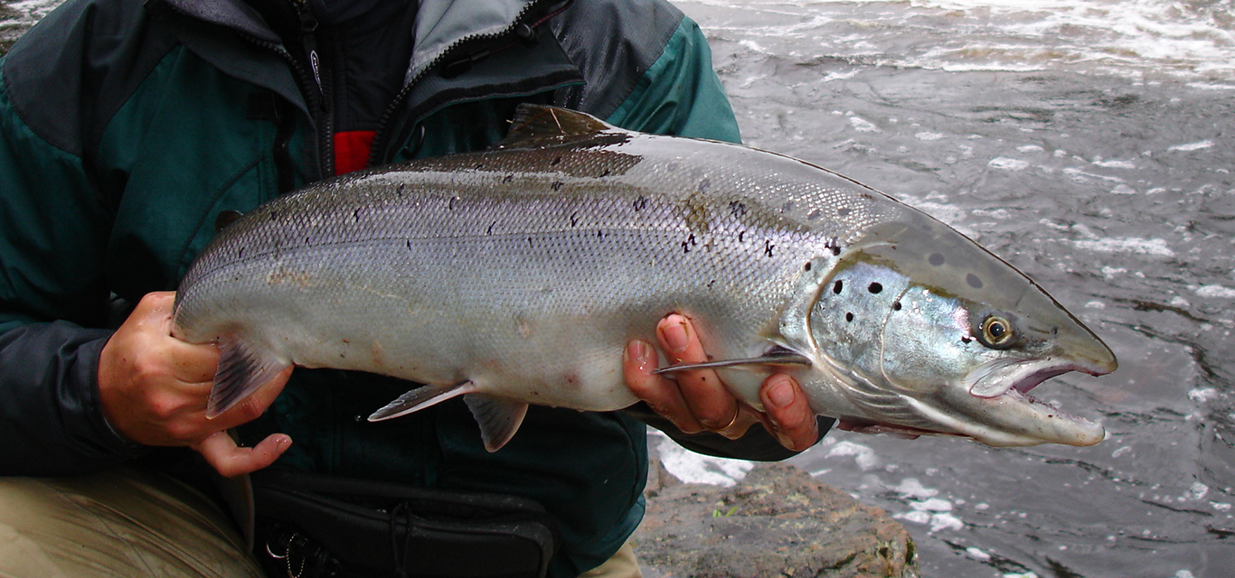 Salmon of Råne river