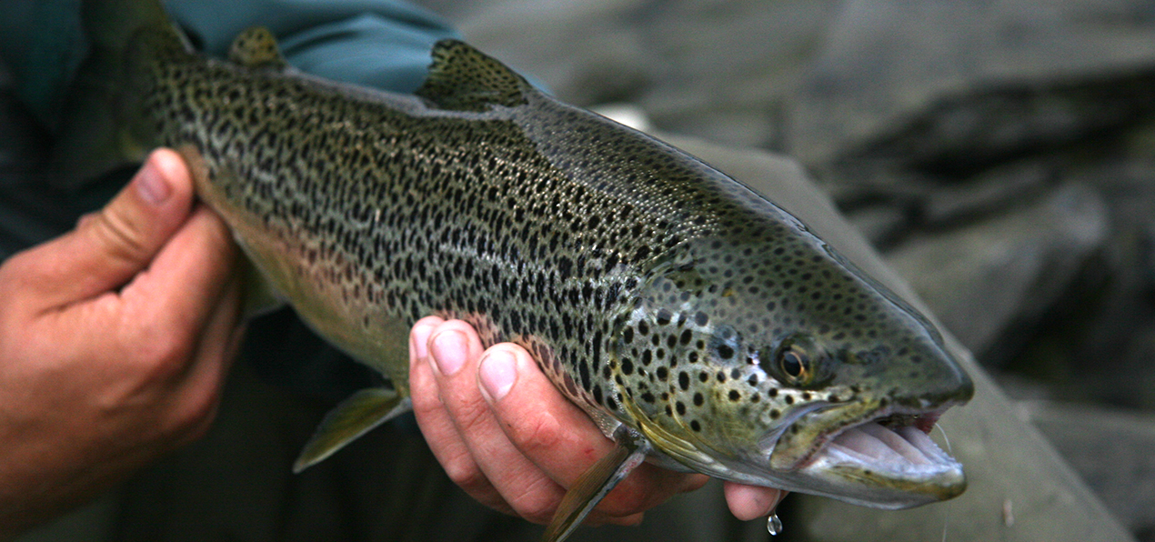 Arctic trout fishing in the river